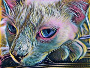 GATO TINA