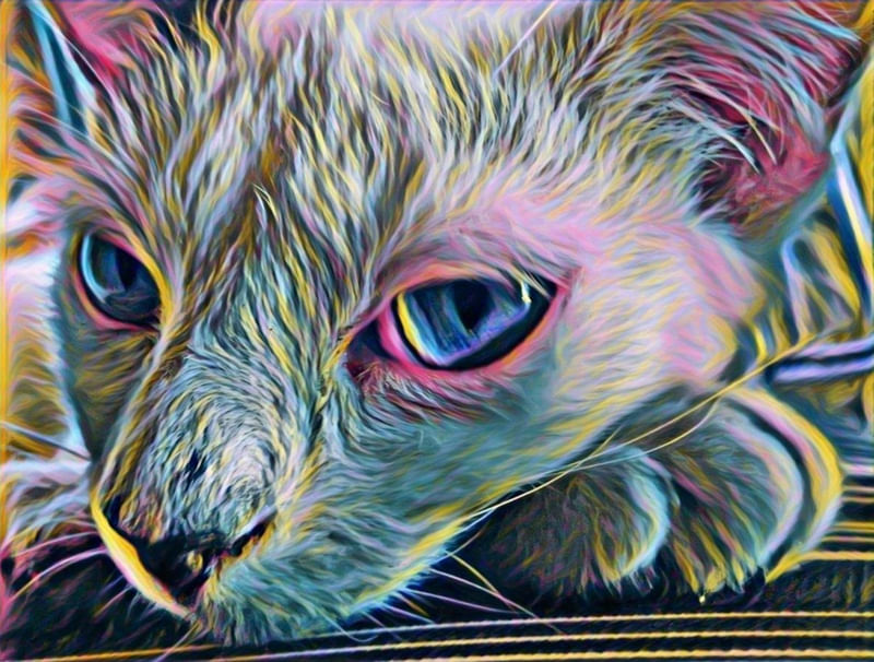 GATO TINA