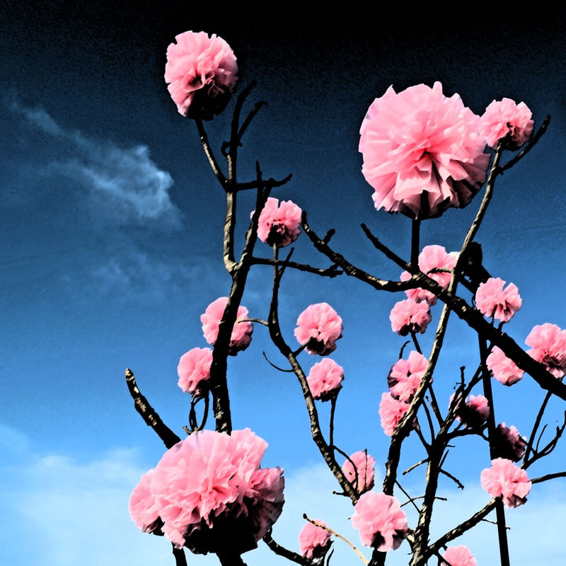 FLORAL ROCK