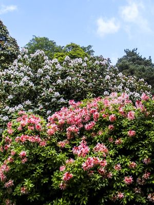ÁRVORES FLORIDAS EM POWERSCOURT GARDENS IRLANDA