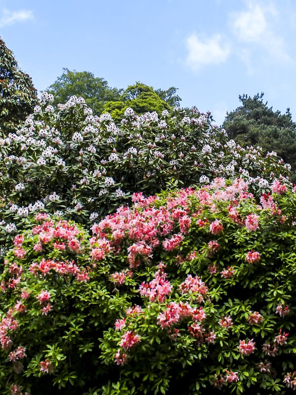 ÁRVORES FLORIDAS EM POWERSCOURT GARDENS IRLANDA