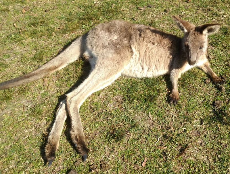 KANGAROO