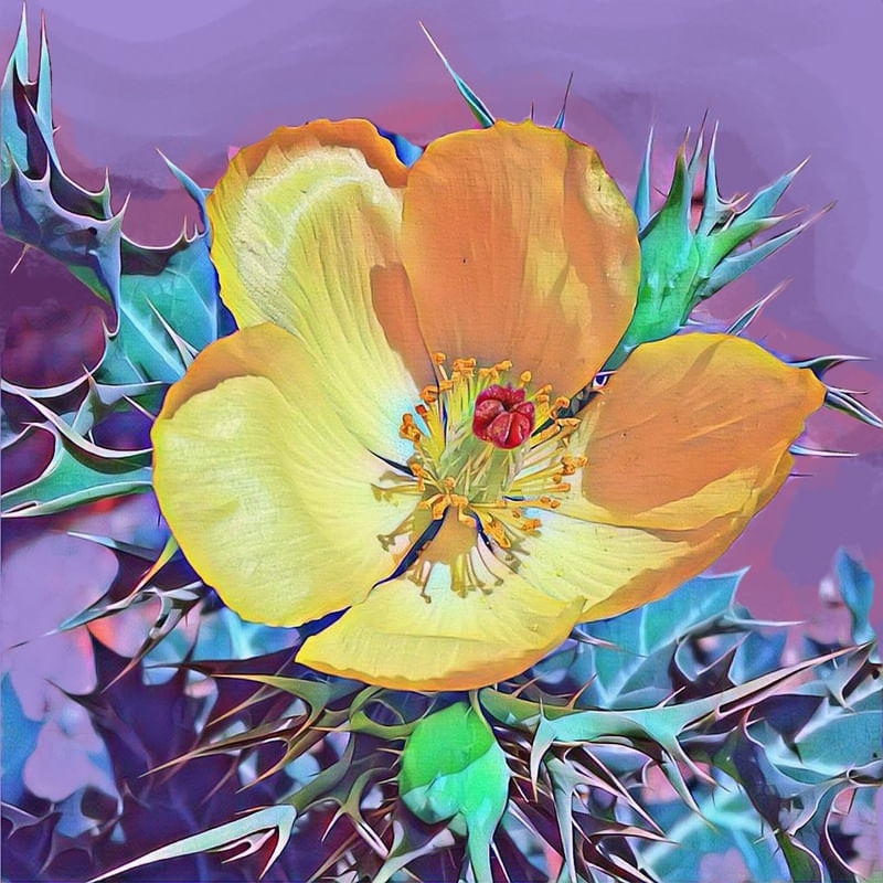 FLOR ESPINHOS