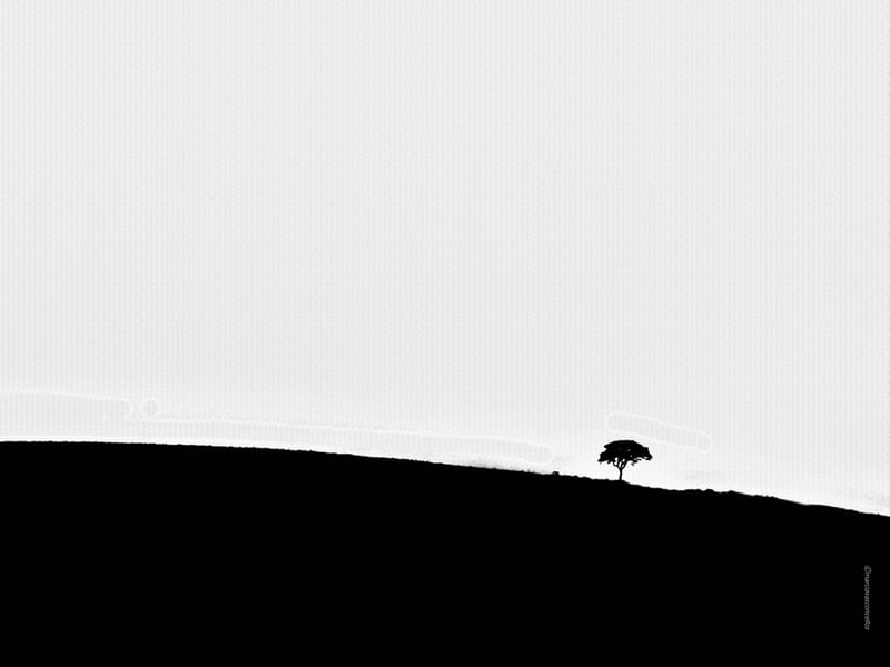 ONLY TREE MINIMAL