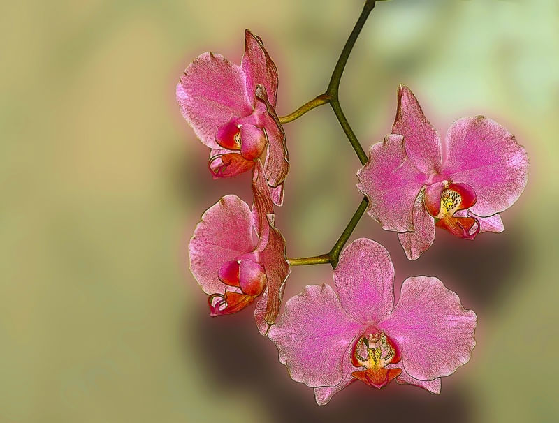 ORQUÍDEA IMG_1566