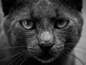 OLHAR DO FELINO