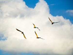 PÁSSAROS NO CÉU AZUL