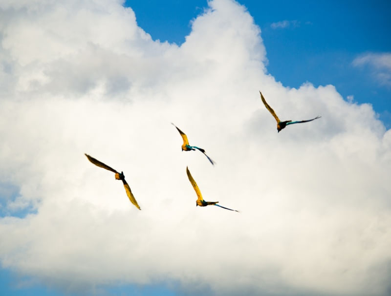 PÁSSAROS NO CÉU AZUL