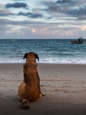 SEMPRE Á ESPERA DO AMIGO
