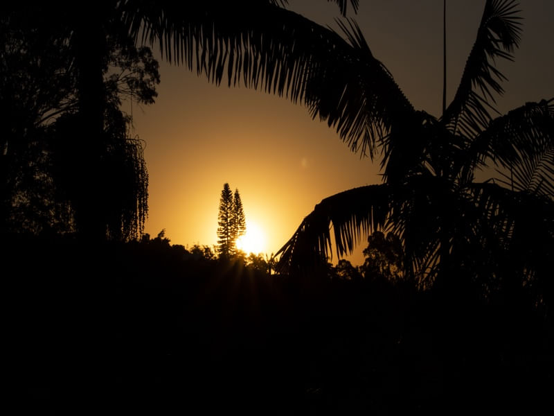 SUNSET - ARVORES - POR DO SOL