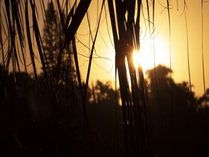 SUNSET - POR DO SOL - GALHOS