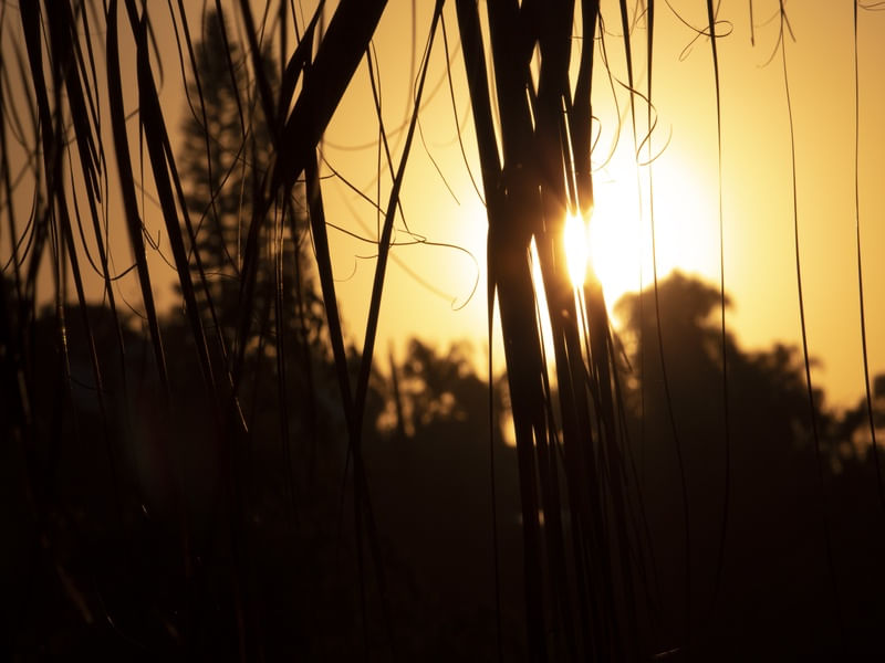 SUNSET - POR DO SOL - GALHOS