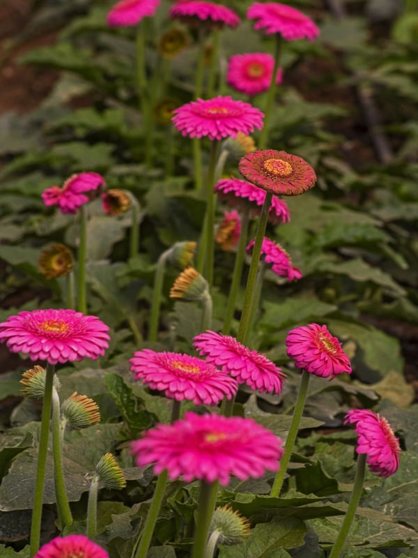 GÉRBERAS PINK