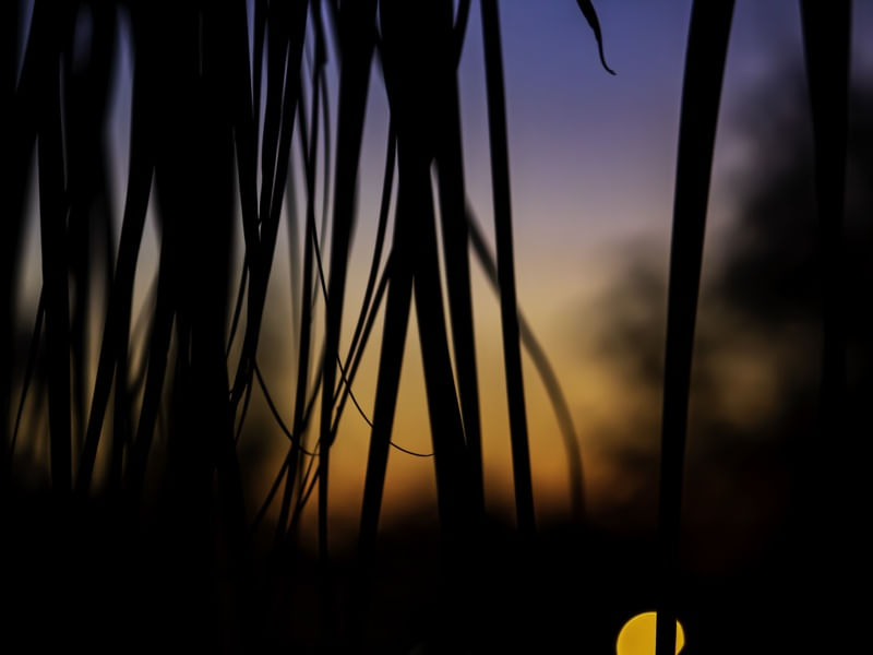 POR DO SOL - GALHOS - SUNSET