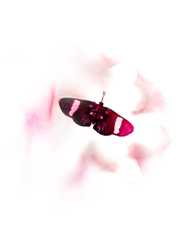 SONHO ROSA COM BORBOLETA