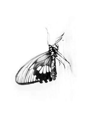 BORBOLETA NEGRA MINIMALISTA