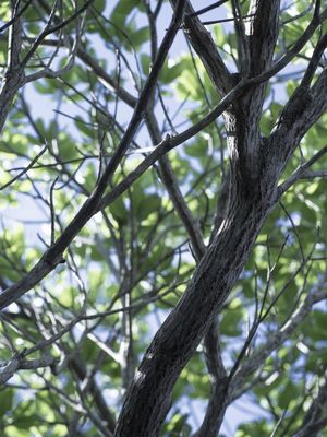 VEIOS DA NATUREZA