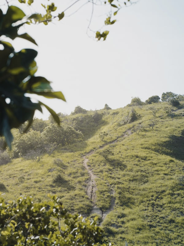 PICO DO ED