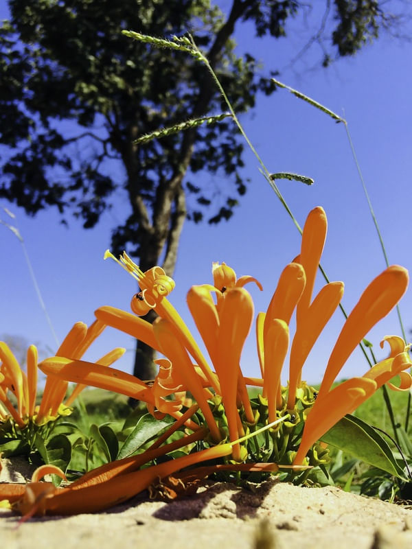 FLOR E NATUREZA