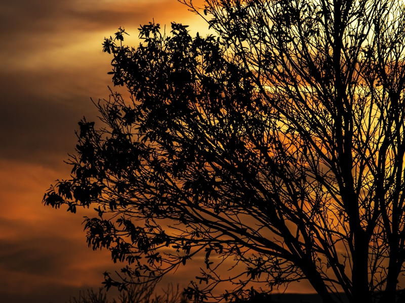 PÔR DO SOL - ÁRVORE - GALHOS
