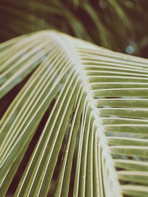 TEXTURA DO VERÃO