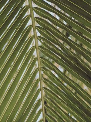 SOMBRA DE VERÃO