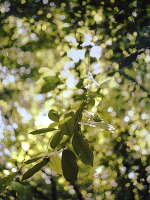 PÉ DE PLANTA