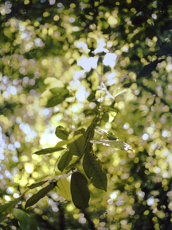 PÉ DE PLANTA