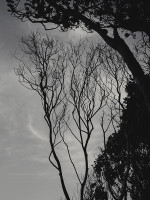 VEIOS DO CÉU