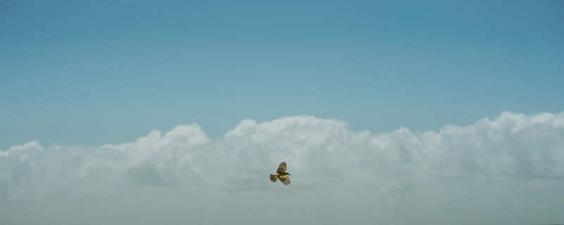 UM VOO PARA LIBERDADE