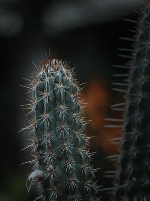 OS CACTOS DO JARDIM BOTÂNICO