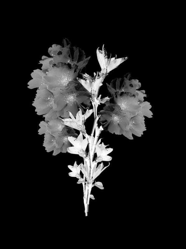 FLORA 1547