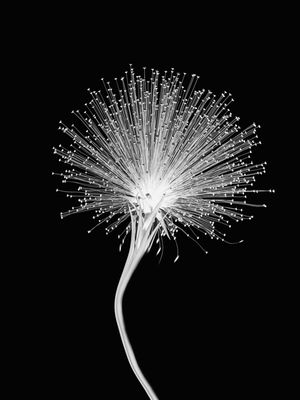 FLORA 15487