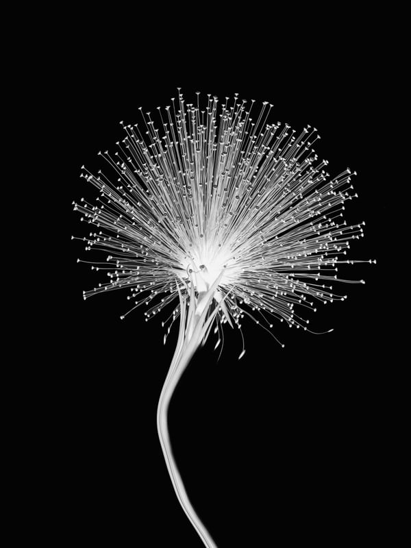 FLORA 15487