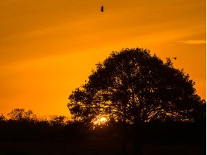 ÁRVORE E AVES AO PÔR-DO-SOL