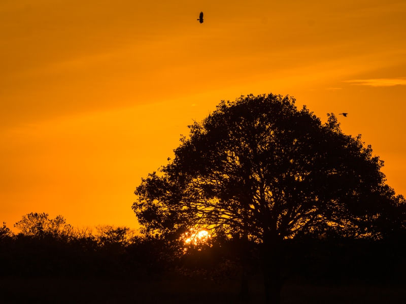 ÁRVORE E AVES AO PÔR-DO-SOL
