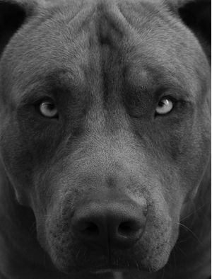 PITBULL FACE