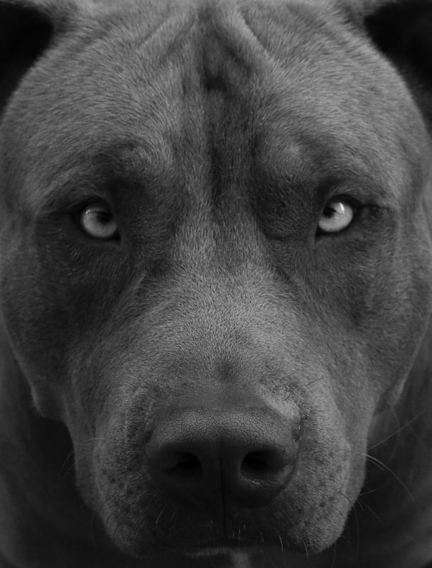 PITBULL FACE