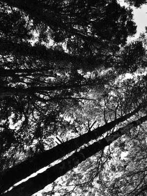PERSPECTIVA DA FLORESTA (DÍPTICO 1-2) PB