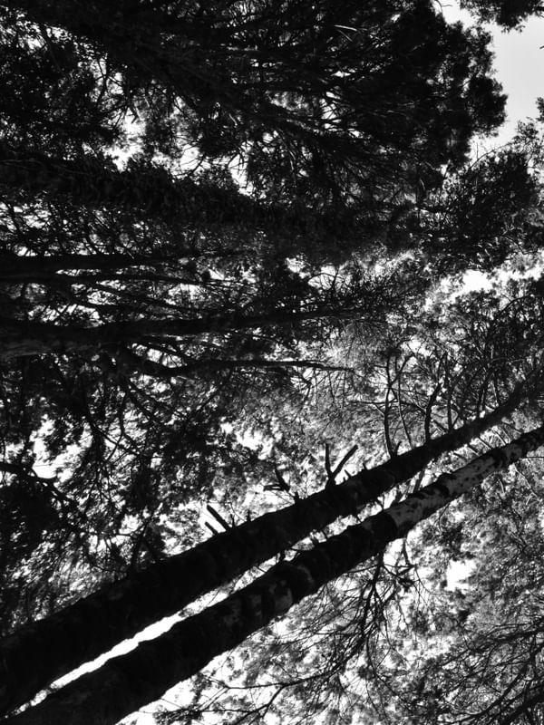 PERSPECTIVA DA FLORESTA (DÍPTICO 1-2) PB