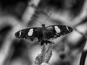 PRETA BORBOLETA