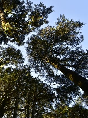 PERSPECTIVA DA FLORESTA (DÍPTICO 2-2)