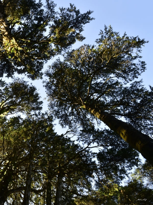 PERSPECTIVA DA FLORESTA (DÍPTICO 2-2)