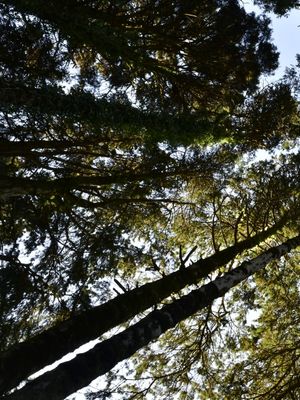 PERSPECTIVA DA FLORESTA (DÍPTICO 1-2)