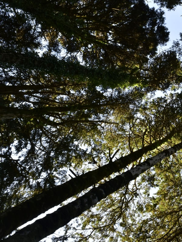 PERSPECTIVA DA FLORESTA (DÍPTICO 1-2)