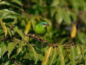 SAÍRA VERDE