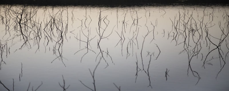 VIDAS SECAS - CAATINGA