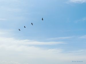 FLY WITH US