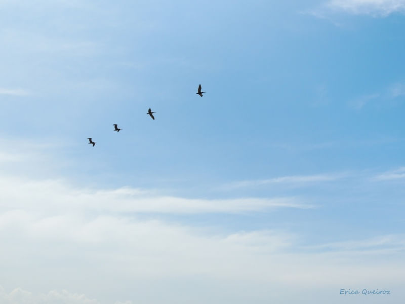 FLY WITH US