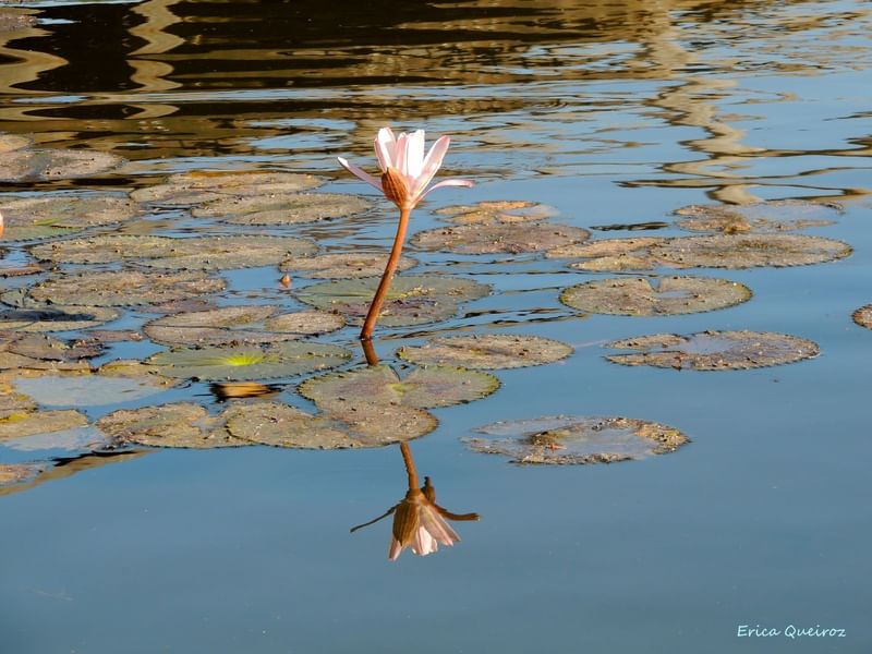 PINK WATER LILY